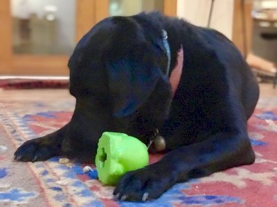 MKB Bull Frog Durable Rubber Chew Toy & Treat Dispenser