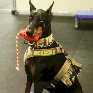 USA-K9 Magnum Grenade - Black Magnum Rubber Chew Toy for Extreme Chewers