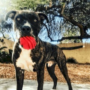 Heart on a String Dog Toy - Durable Rubber Tug Toy for Large Dogs