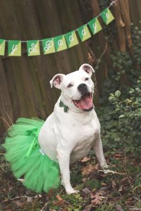 Green Christmas Dog Tutu Skirt (Small)