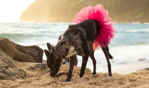 Hot Pink Dog Tutu Skirt (XXL)