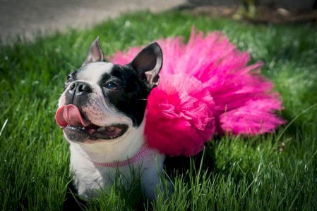 Hot Pink Dog Tutu Skirt (XXXL)