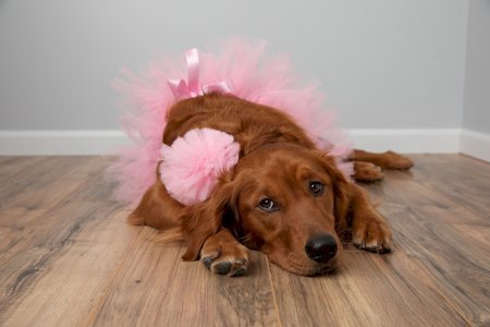 Light Pink Dog Tutu Skirt (Large)