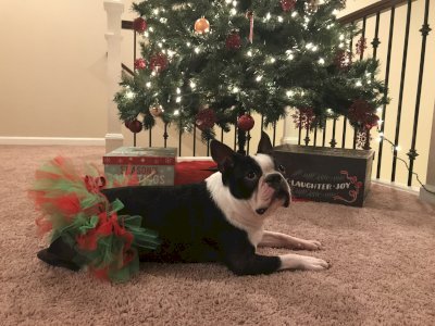 Red and Green Christmas Dog Tutu Skirt (XXXL)