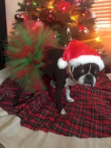 Red and Green Christmas Dog Tutu Skirt (XXXL)