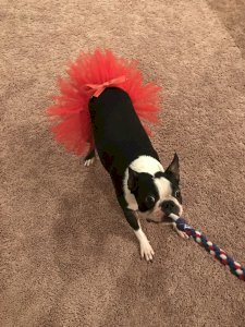 Red Christmas Dog Tutu Skirt (Large)