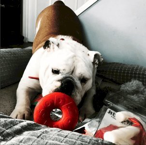 Life Ring eDispener Durable Rubber Chew Toy & Treat Dispenser