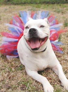Red/White/Blue 4th Of July Dog Tutu Skirt (XXL)