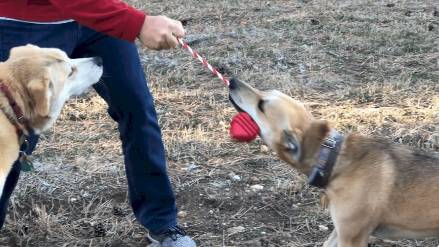 Heart on a String Dog Toy - Durable Rubber Tug Toy for Large Dogs