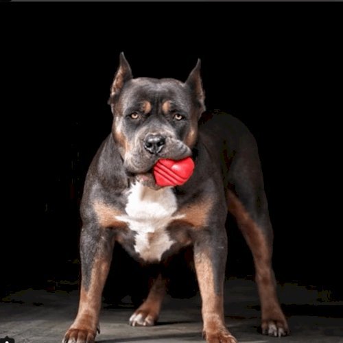Heart on a String Dog Toy - Durable Rubber Tug Toy for Large Dogs