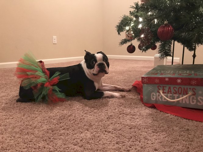 Red and Green Christmas Dog Tutu Skirt (XXXL)
