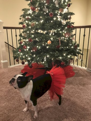 Red Christmas Dog Tutu Skirt (Large)